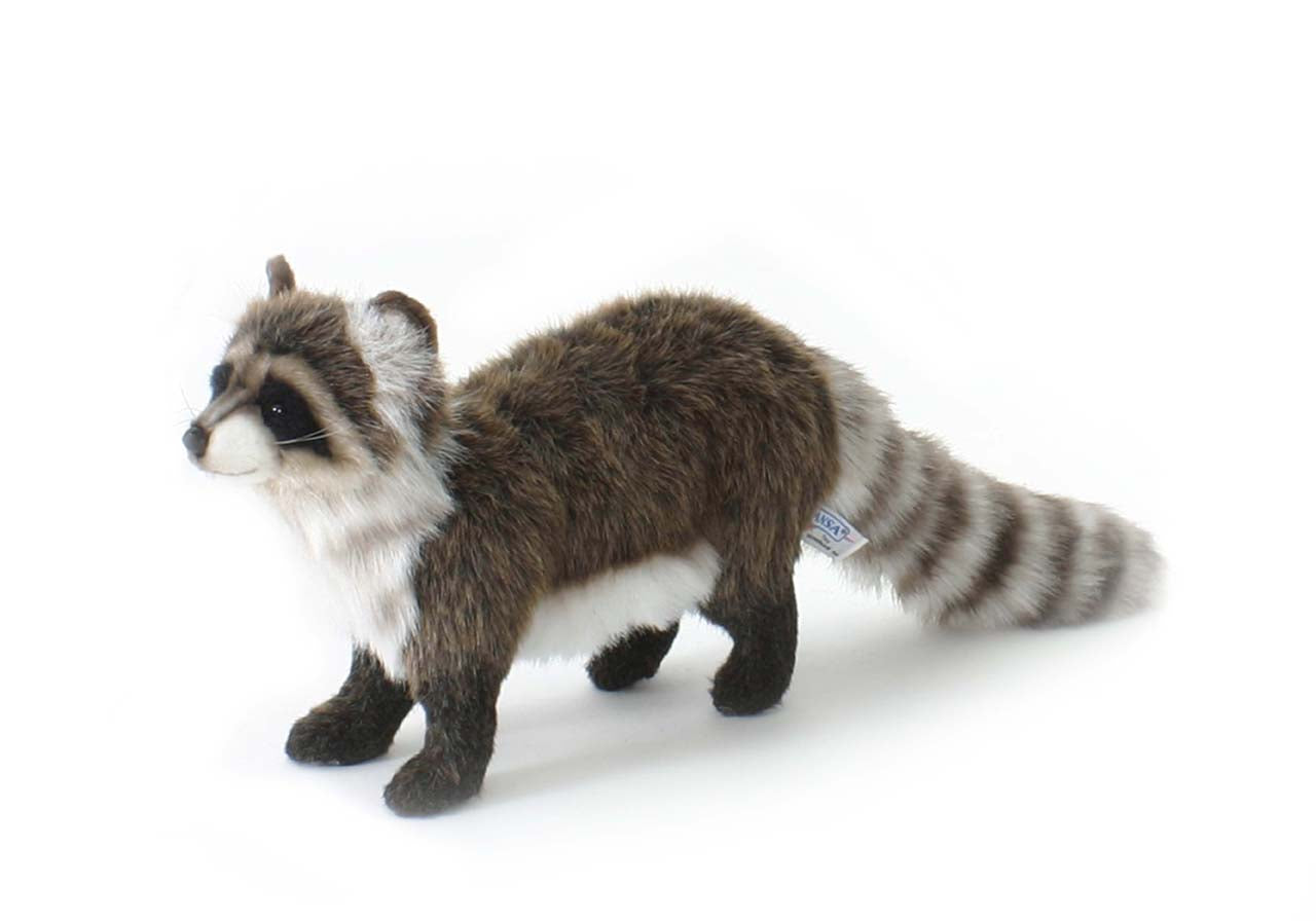 RACCOON STANDING
