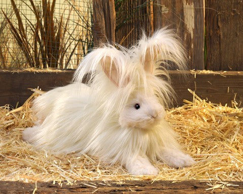 Angora Rabbit