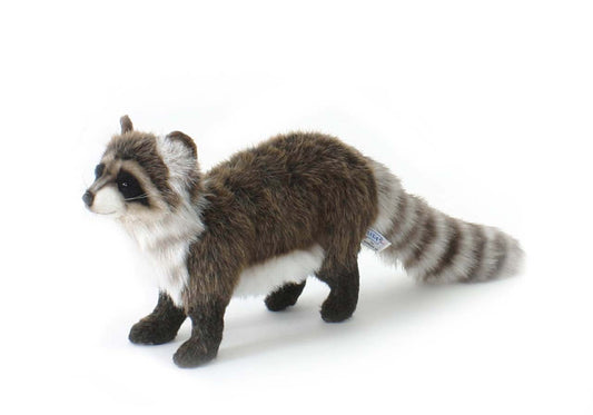 RACCOON STANDING
