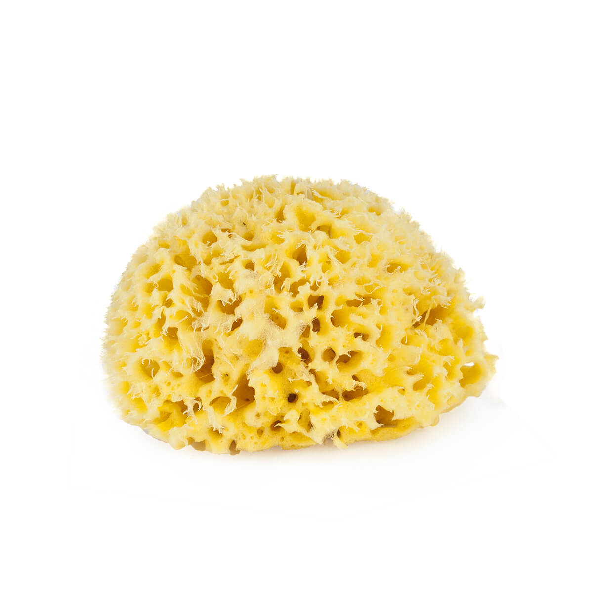 Natural Sea Sponge Honeycomb