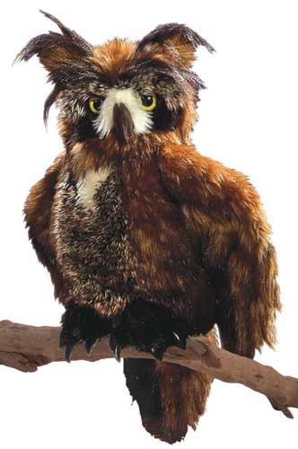 Great Horned Owl